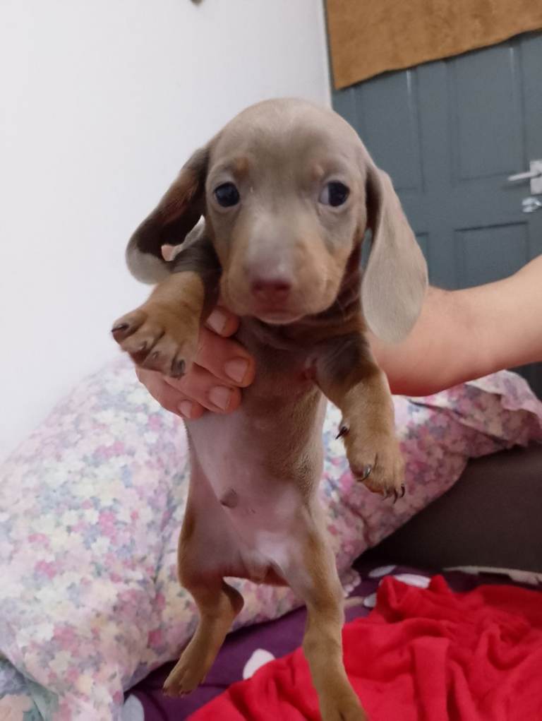 2 Beautifull mini dachmunds