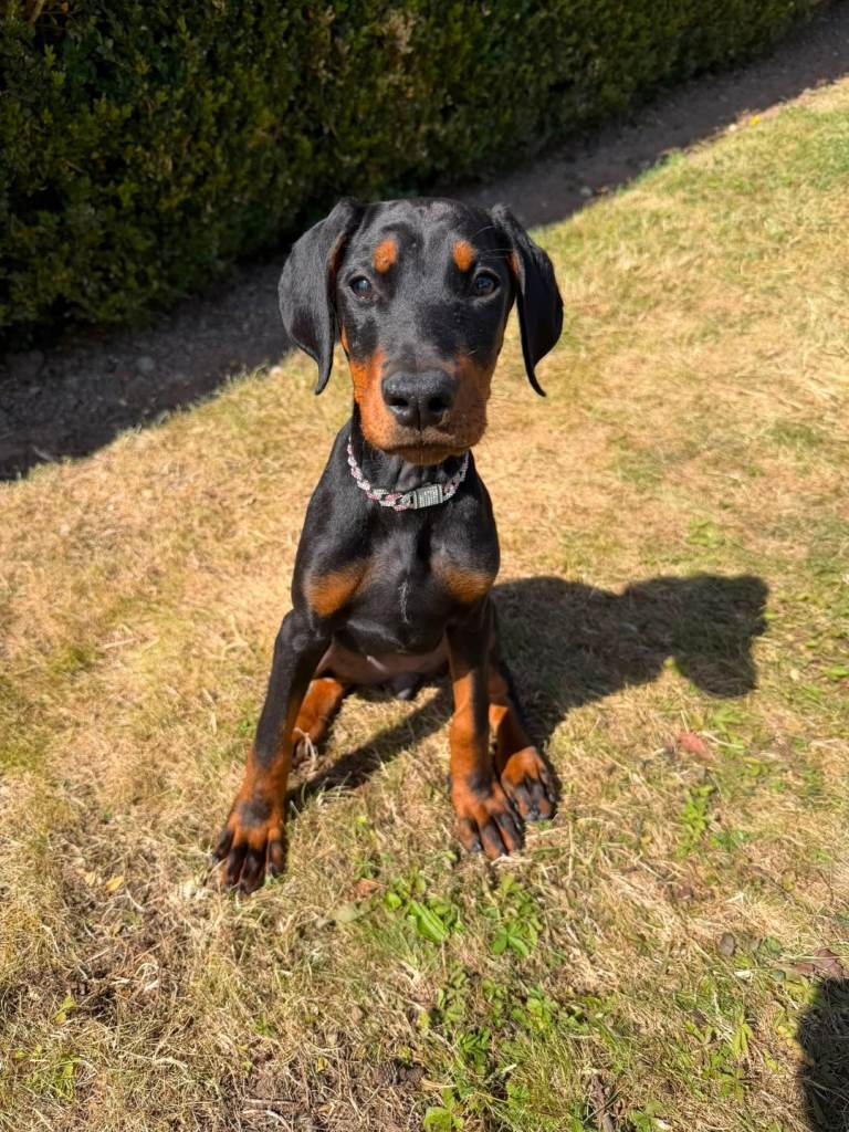 Girl dobermann puppy 