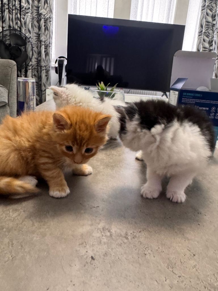 Extrem chubby kittens 