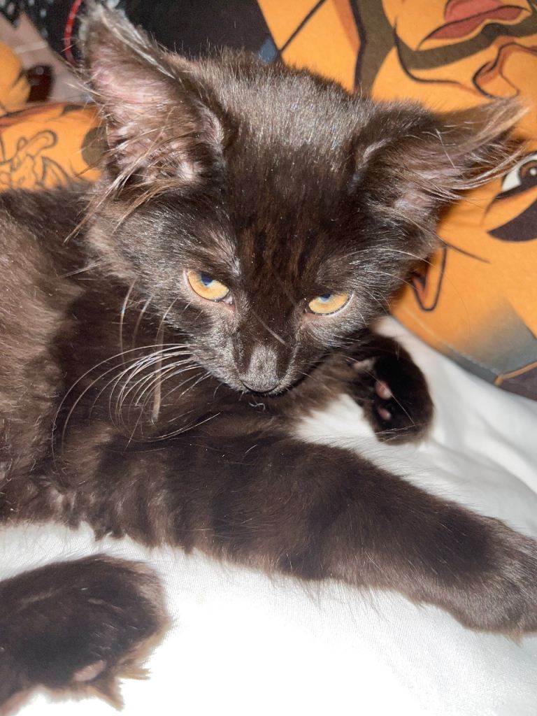 Kitten for sale 