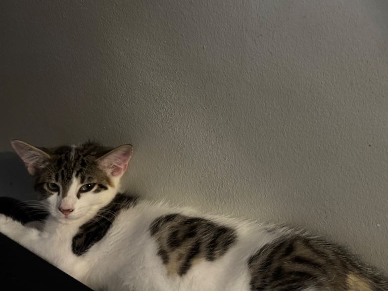 Kitten x2 male 