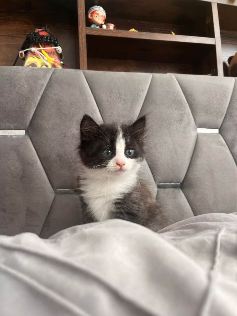 Kittens for sale