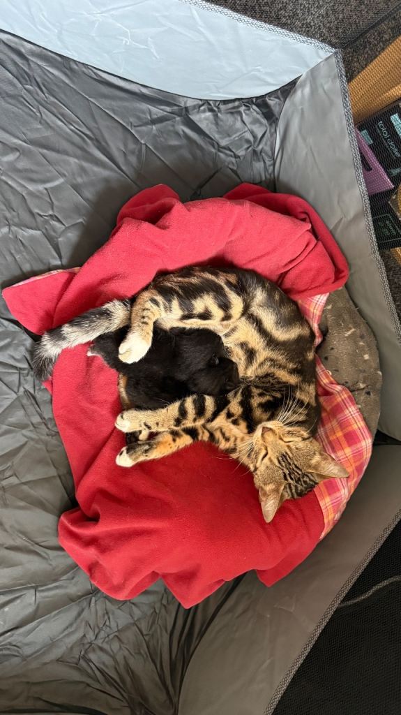 Kitten for sale