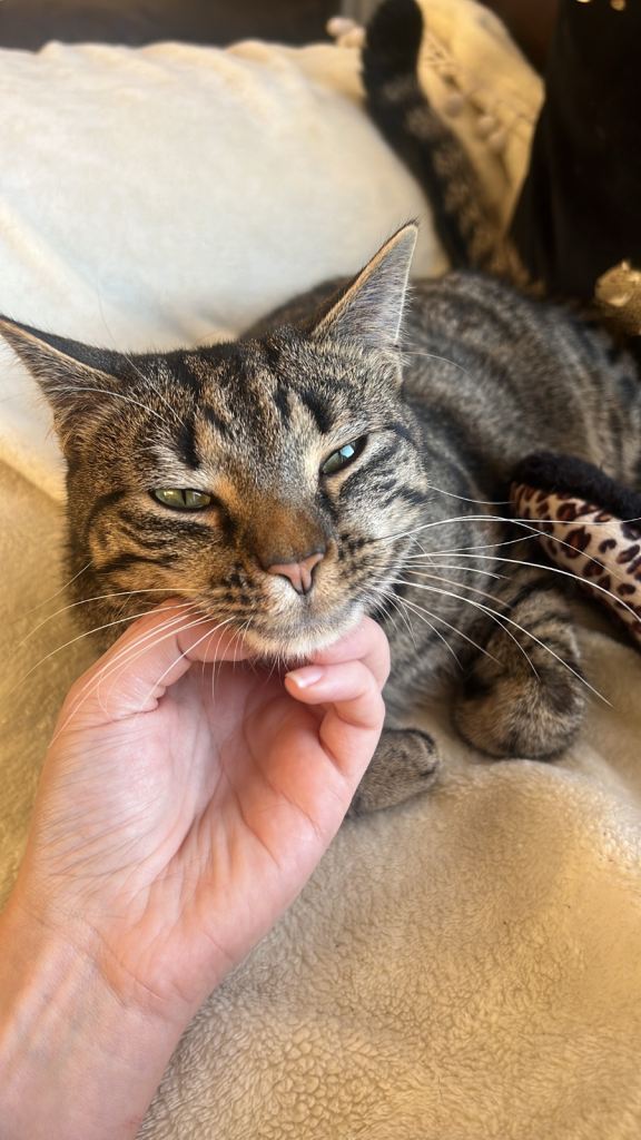 3 year old male cat for sale 