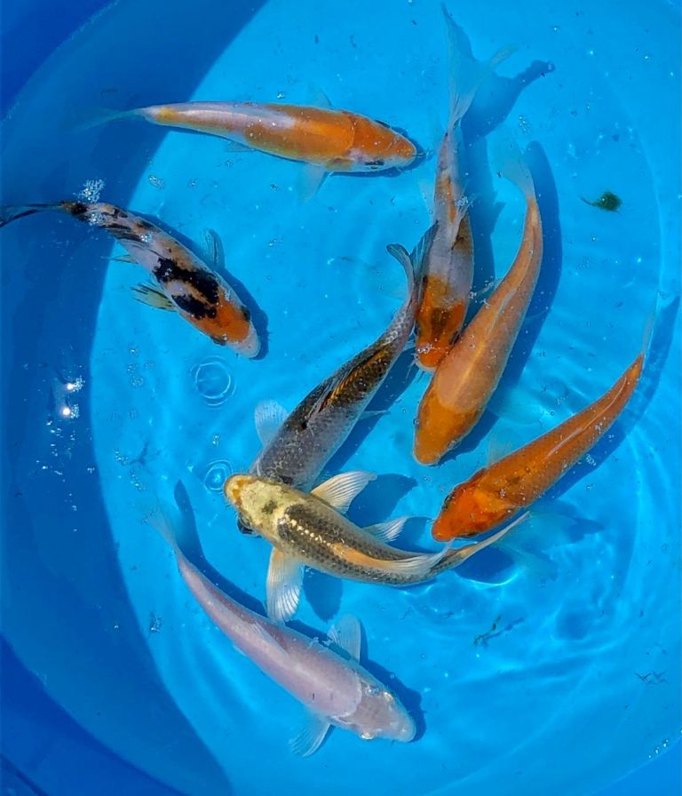 Koi carp for sale