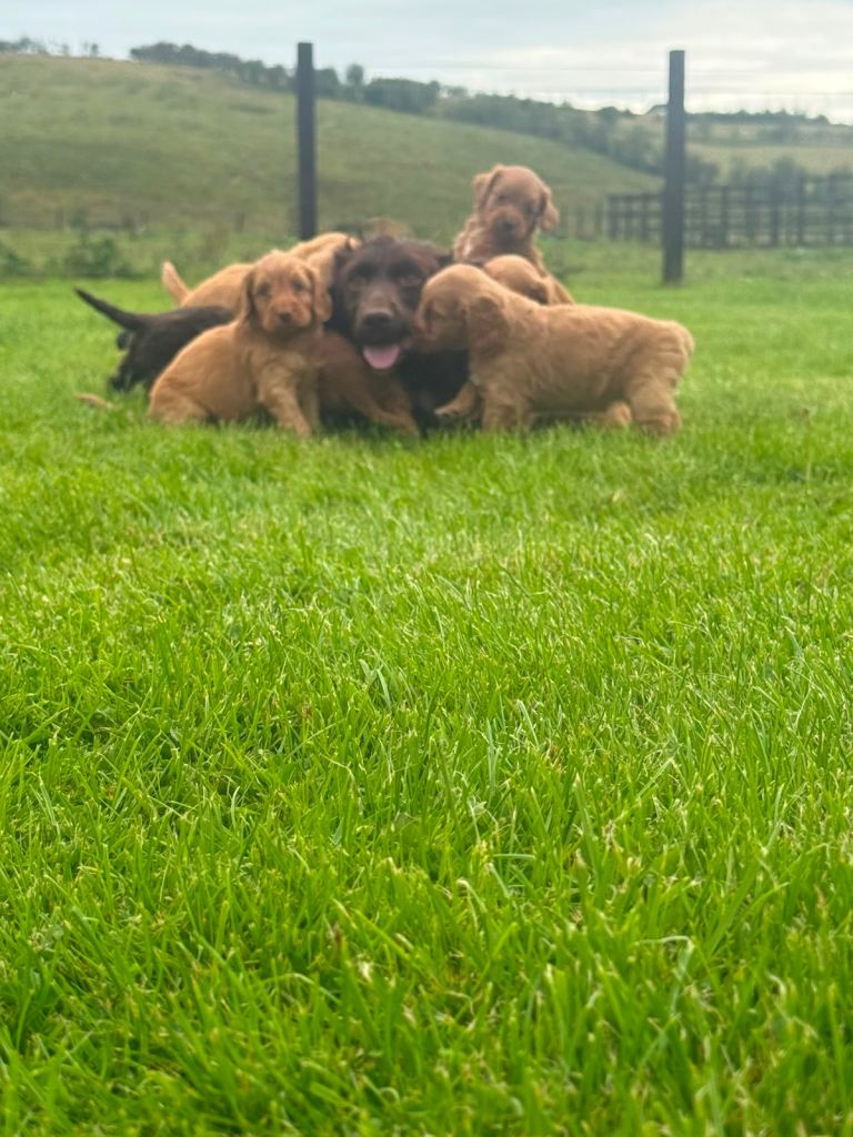 F1 Cockapoo 