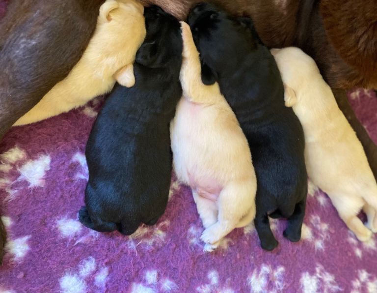 Labrador puppies ready now 
