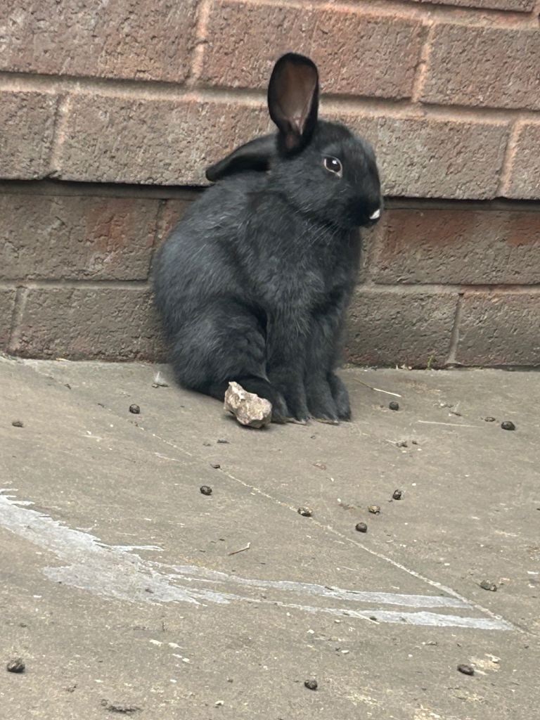 Baby rabbits