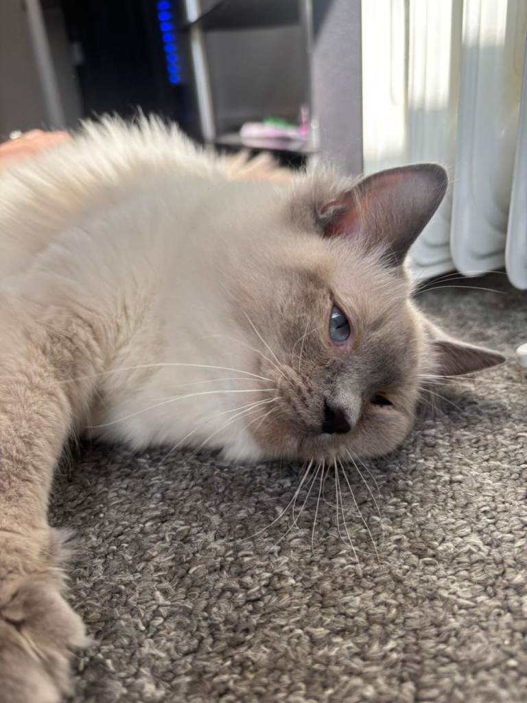 Pure Bluepoint Ragdoll Female 7 Months Old