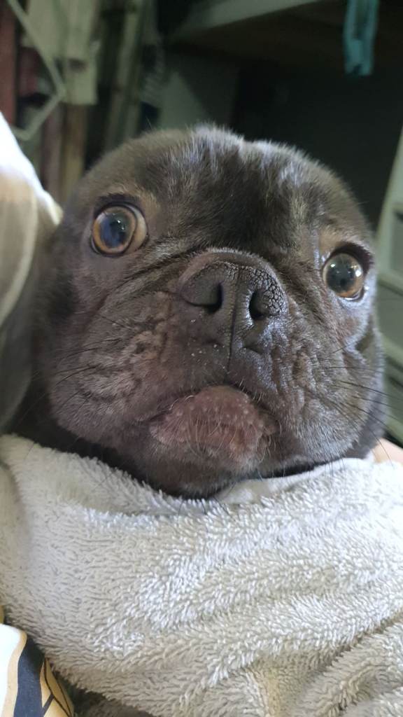 Female frenchie
