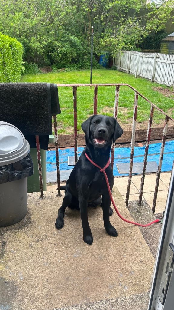 Black Labrador [Male] 