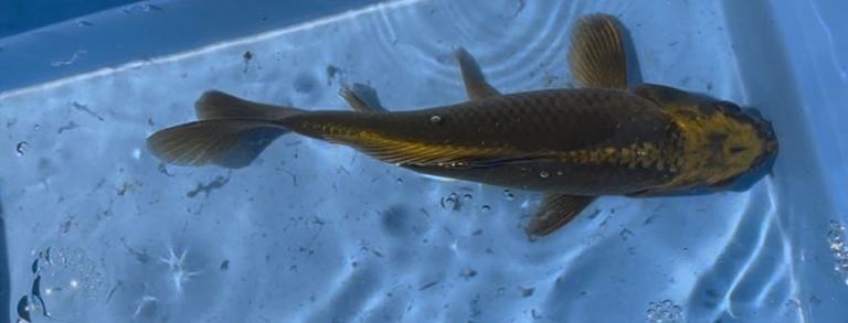 13-15cm koi Carp