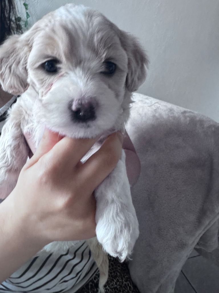 Beautiful puppy for sale