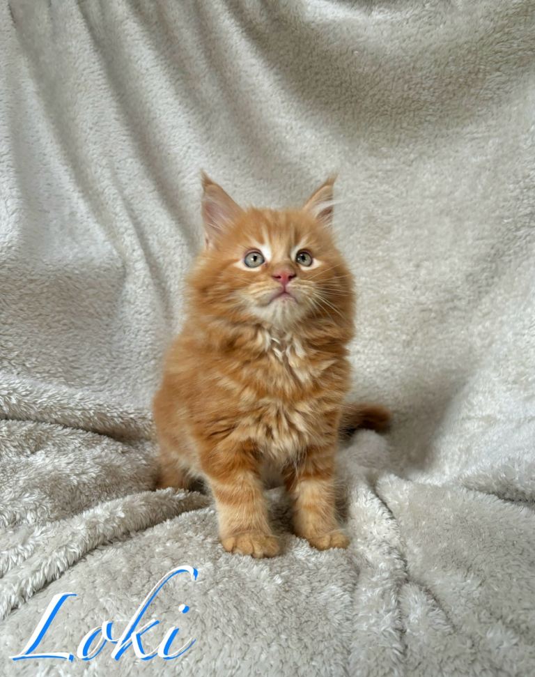 😻 Beautiful Maine Coon Kittens