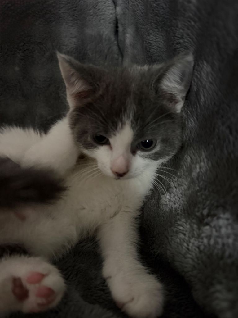 Beautiful Girl Kitten For Sale!