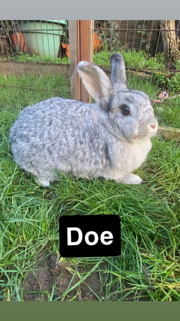 Giant Chinchilla Doe