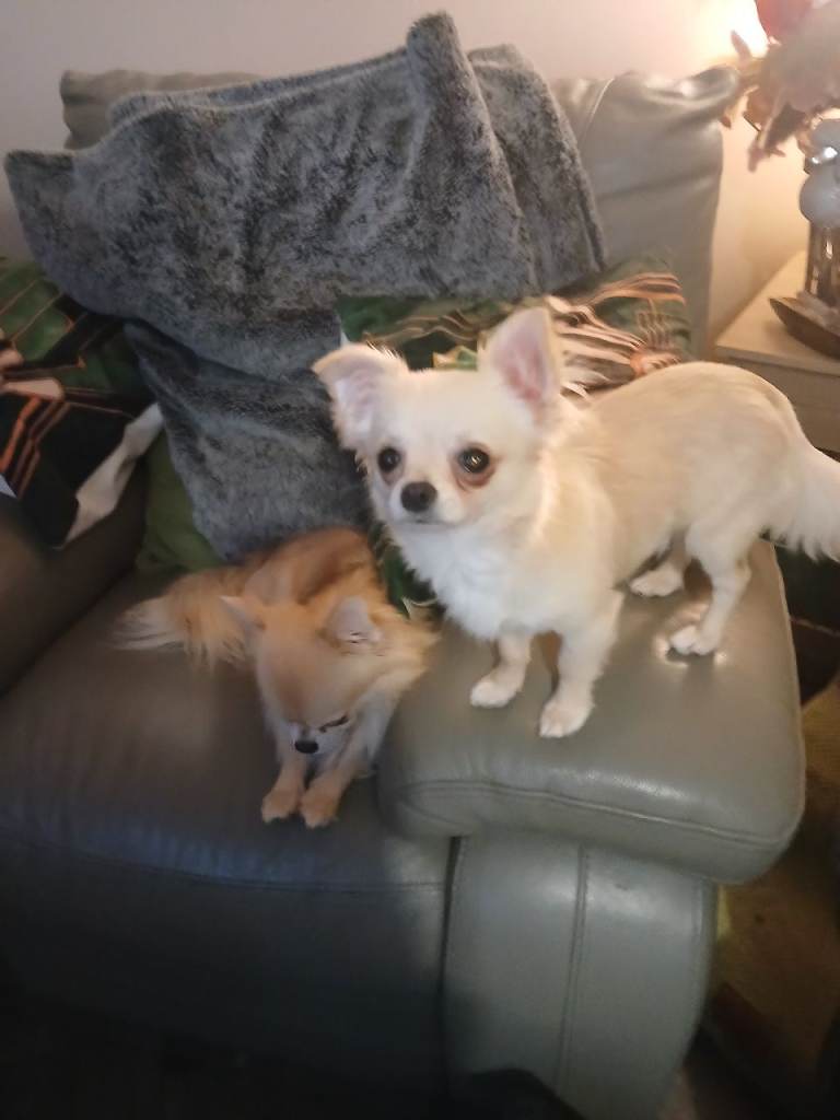 Long coat chihuahua boy