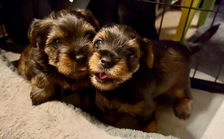 Purebred Yorkshire Terrier Puppies - full vac & microchip