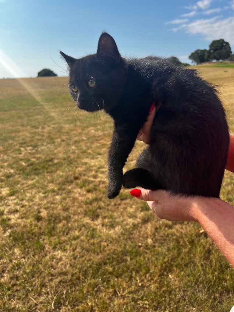 Only 2 very pretty stable cats available now