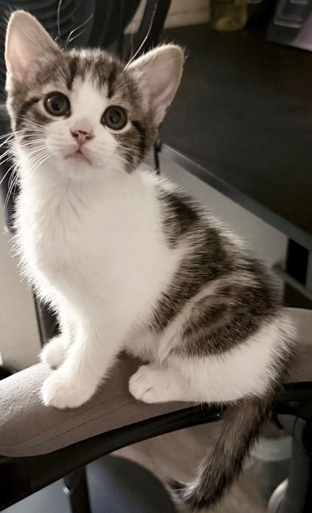  Beautiful kittens looking for loving homes £150 - £200