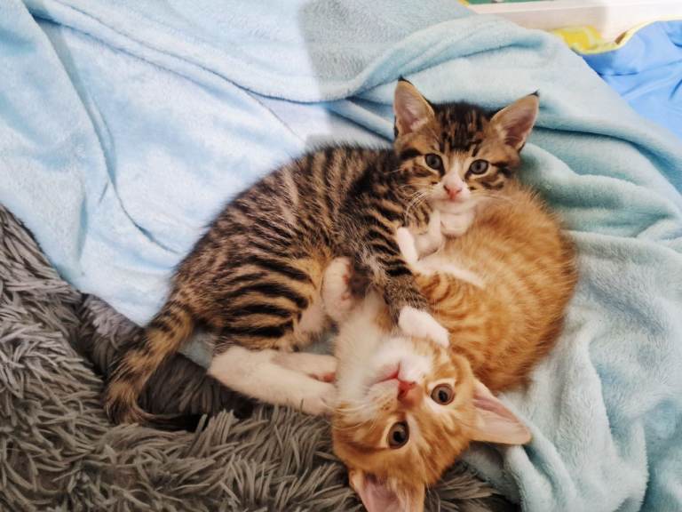 2 gorgeous kittens (boys)