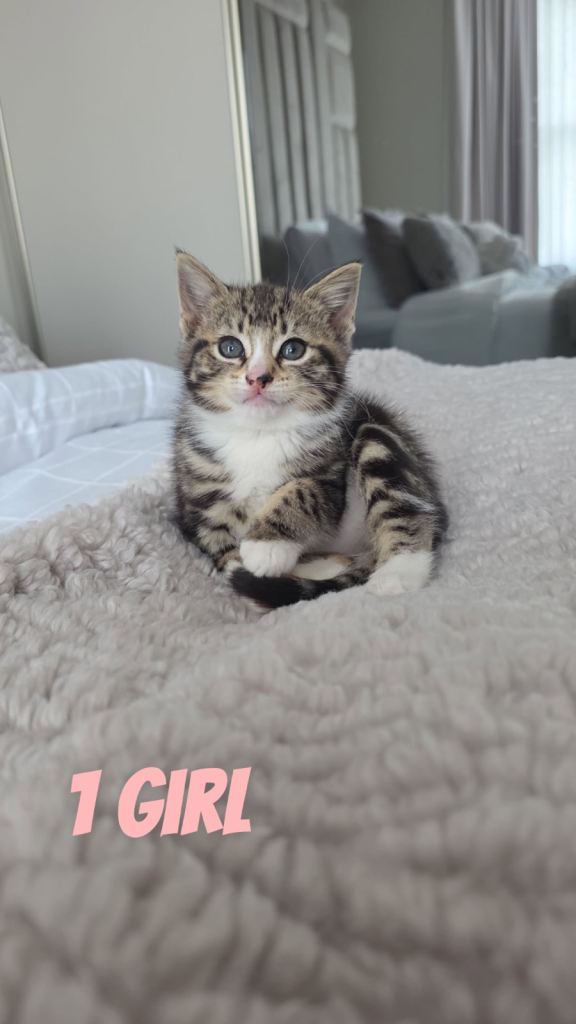 Female Kittens Looking For A New Home