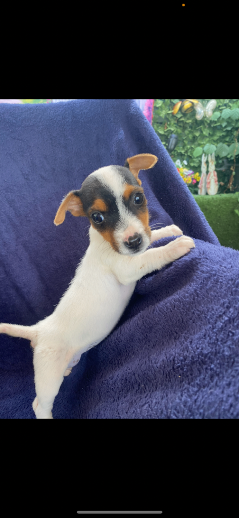 Jack Russell X Cocker Spaniel 