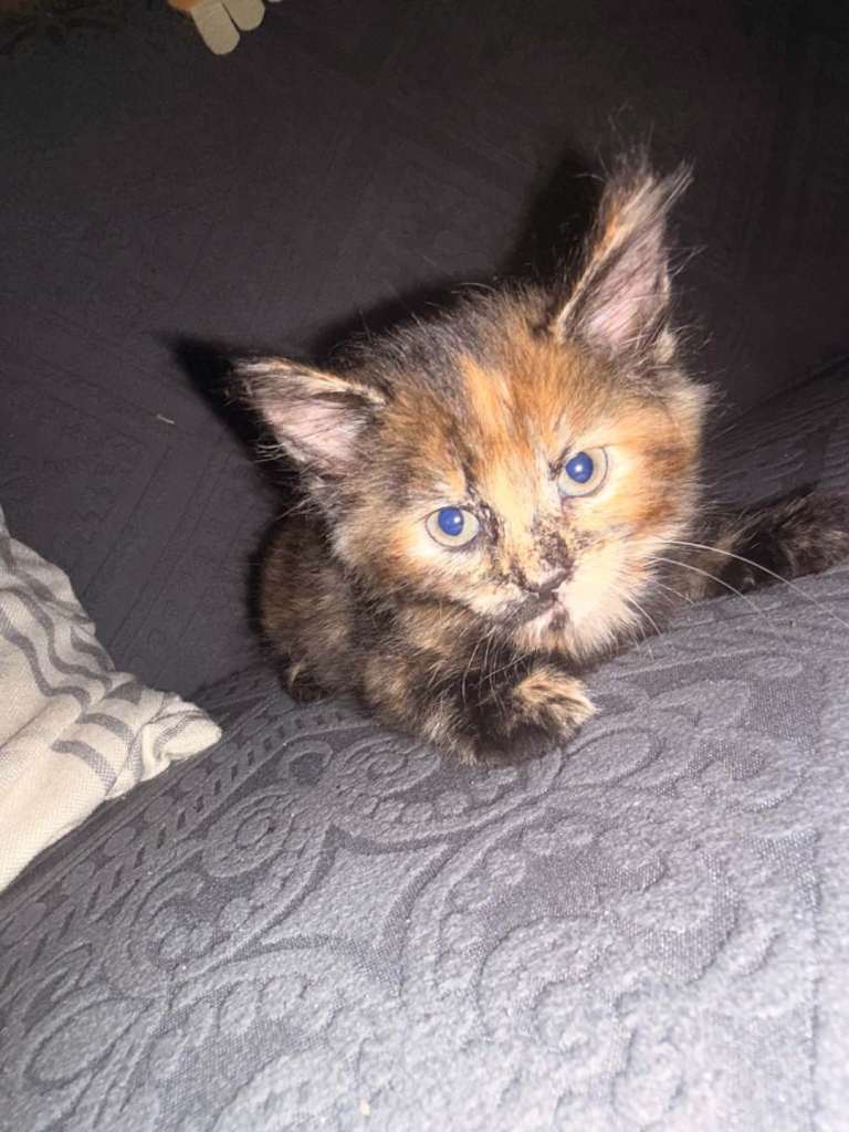 4 lovely kittens looking 