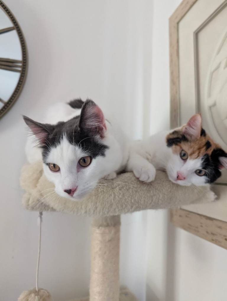 Brother and sister long fur cats