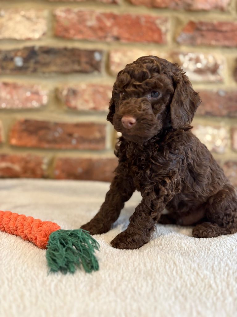 F1b cockapoo puppies ALL RESERVED 