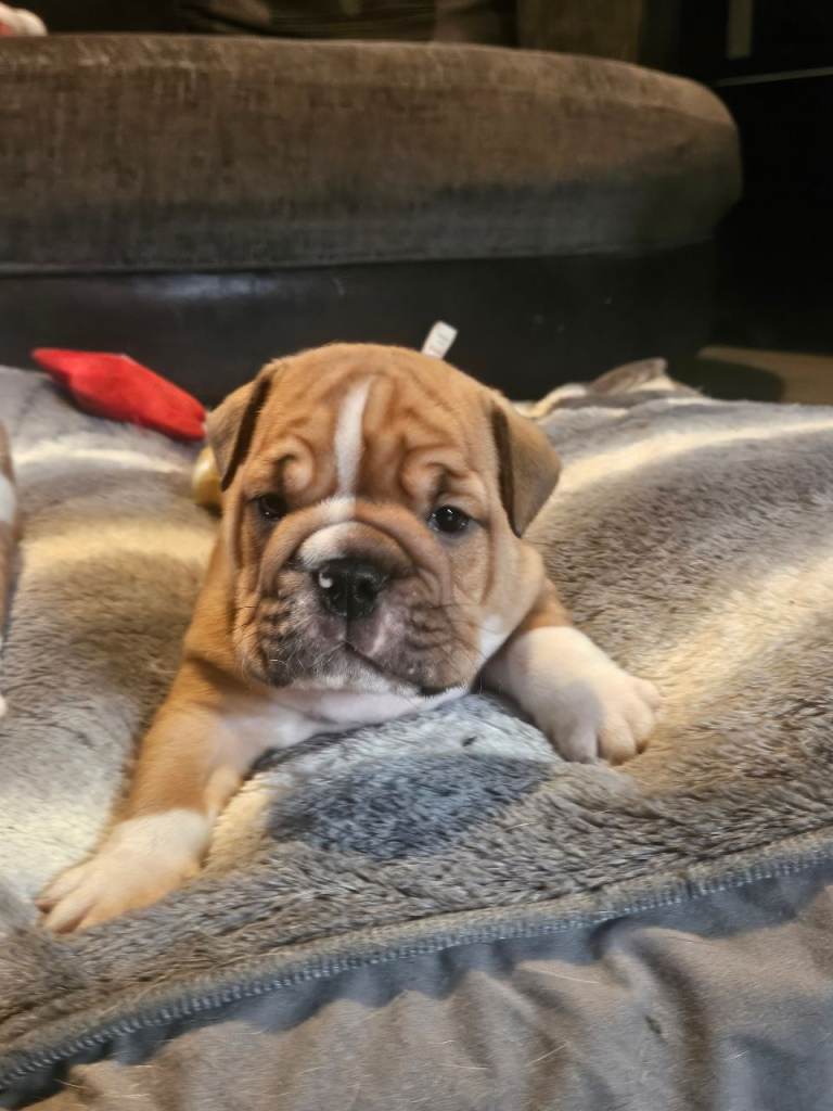 KC English bulldog pup