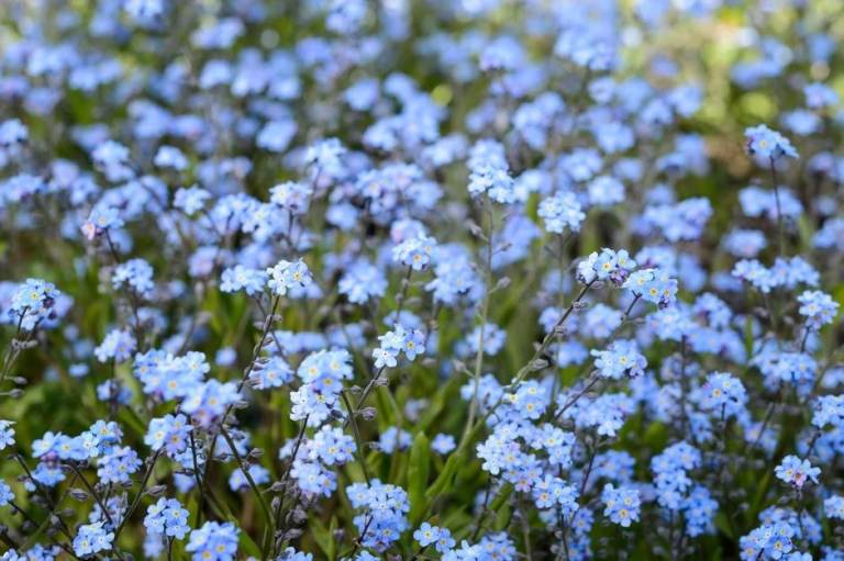💙 Spring Garden Ready: Vibrant Blue FORGET-ME-NOTS from £2 each or 3 for £5 💙
