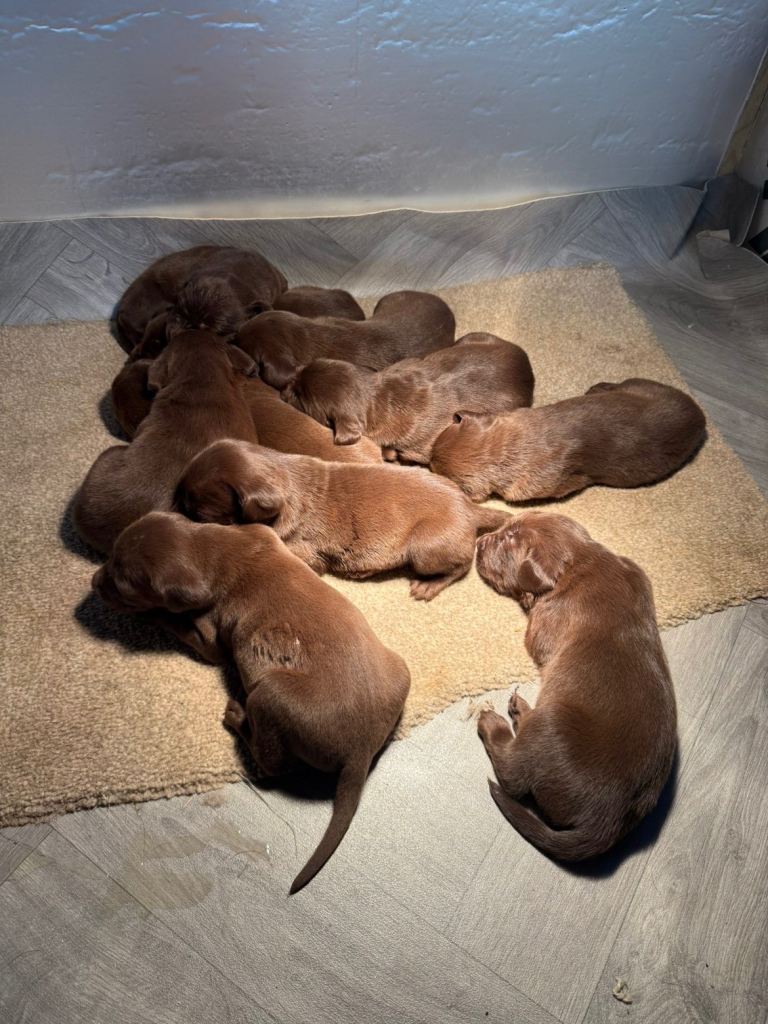 Choc Labrador X Weimaraner