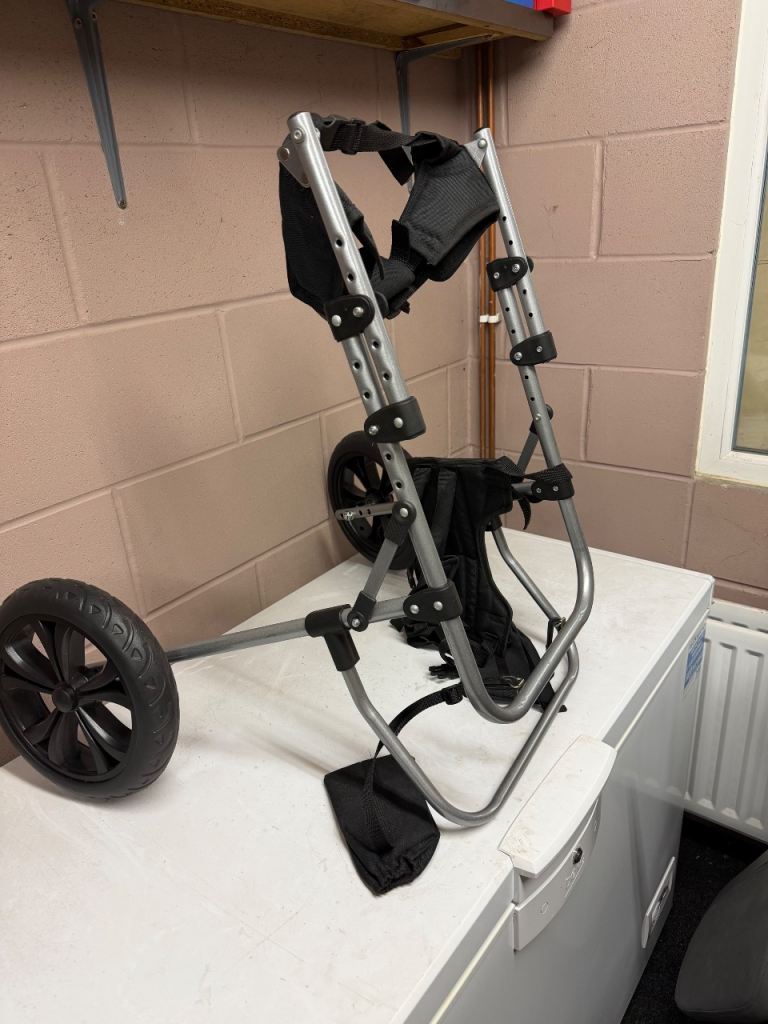 large dog wheel chair