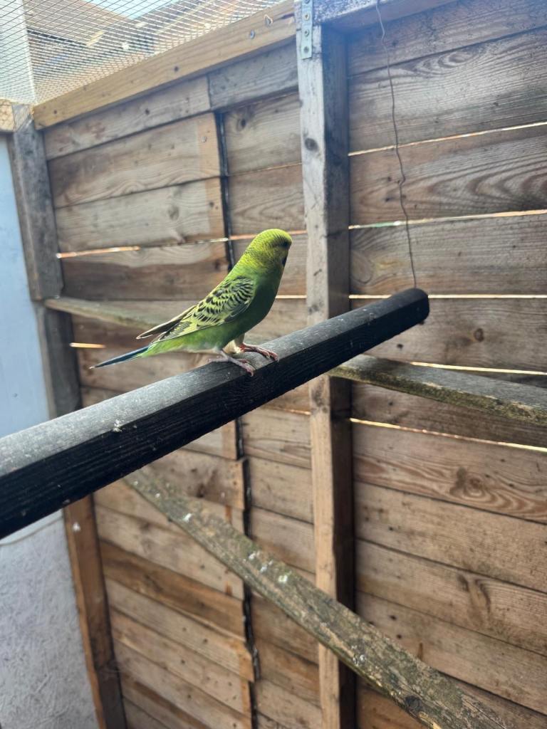 Baby budgies for sale £40 each collection mk404nn