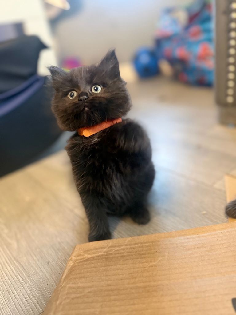 1 ragdoll cross boy left £250