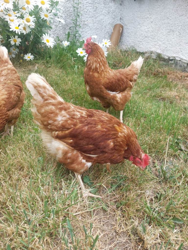 Brown laying chickens 15 months old