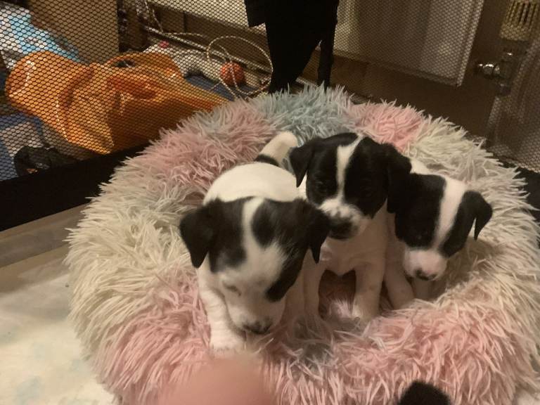 jack russell pups x 3 boys 1 girl
