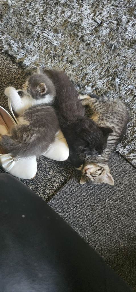 Beautiful kittens
