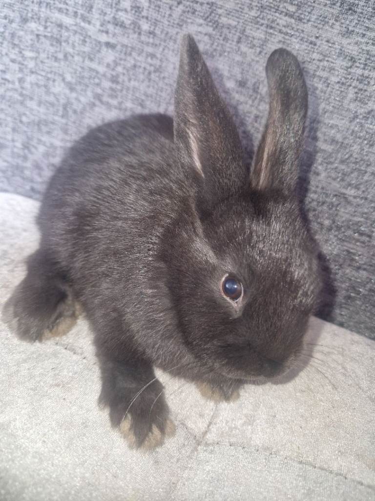 Beautiful tame bunnies ready now