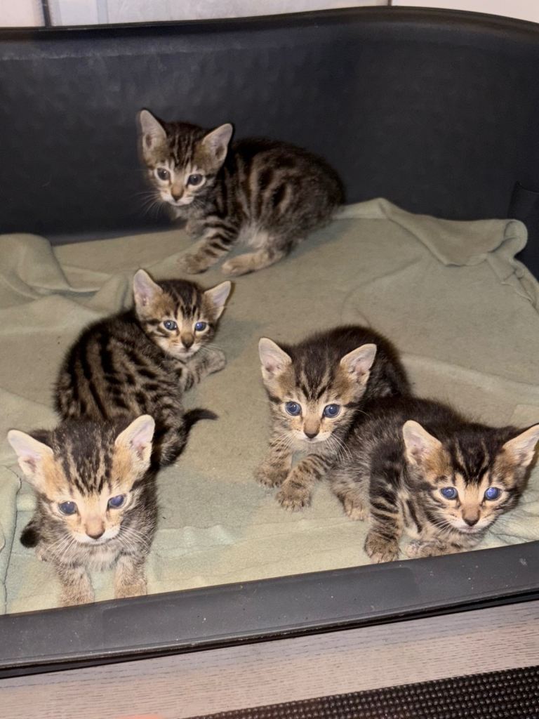 Bengal cross kitten