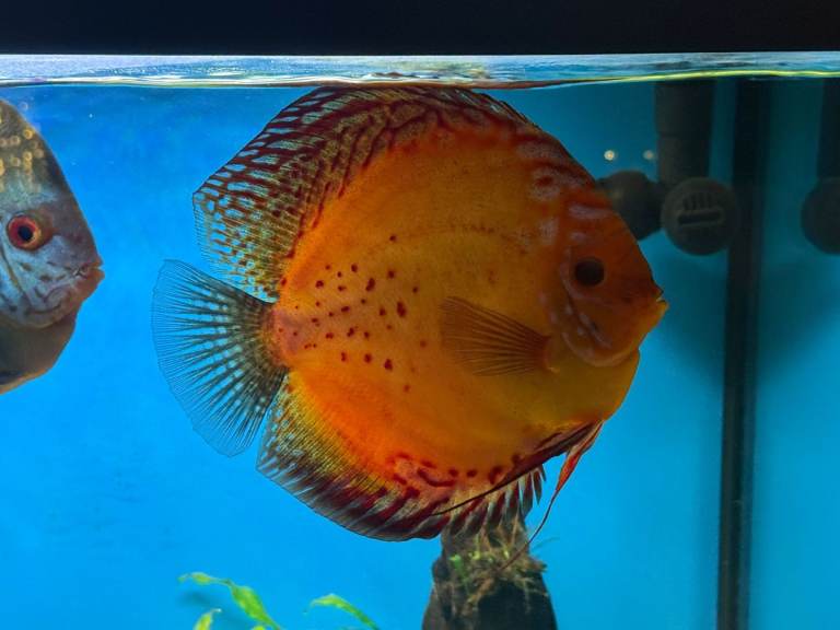 Discus Tropical Fish for Aquarium Fish Tank