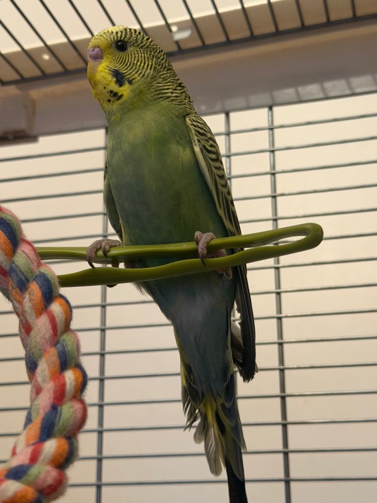 Budgie baby 