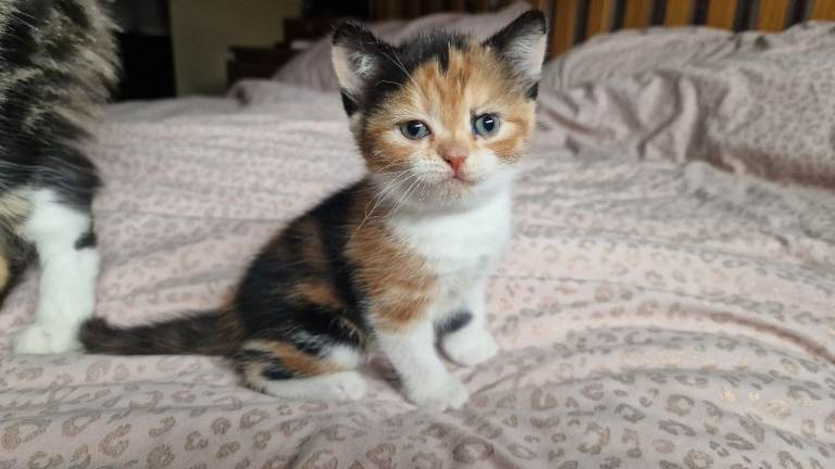 3 kittens for sale ready to go 9th August 