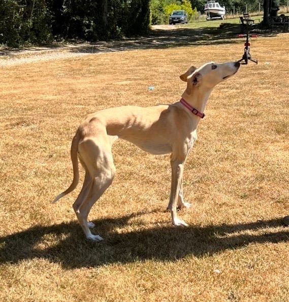 Sandy – 1-Year-Old Whippet x Saluki