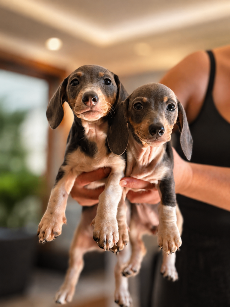 2 miniature dachshund puppies 