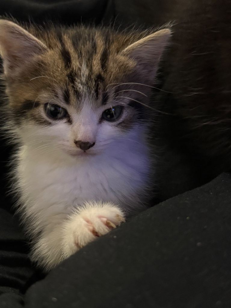 Kittens 6wks old £200