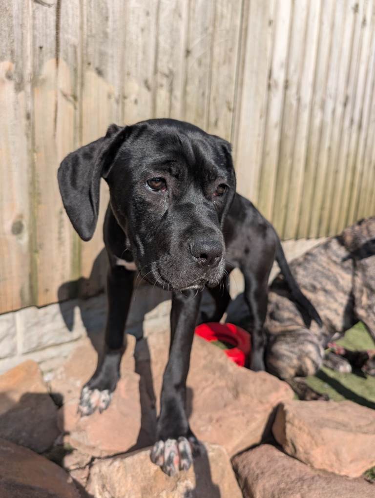 Female Cane corso puppies 