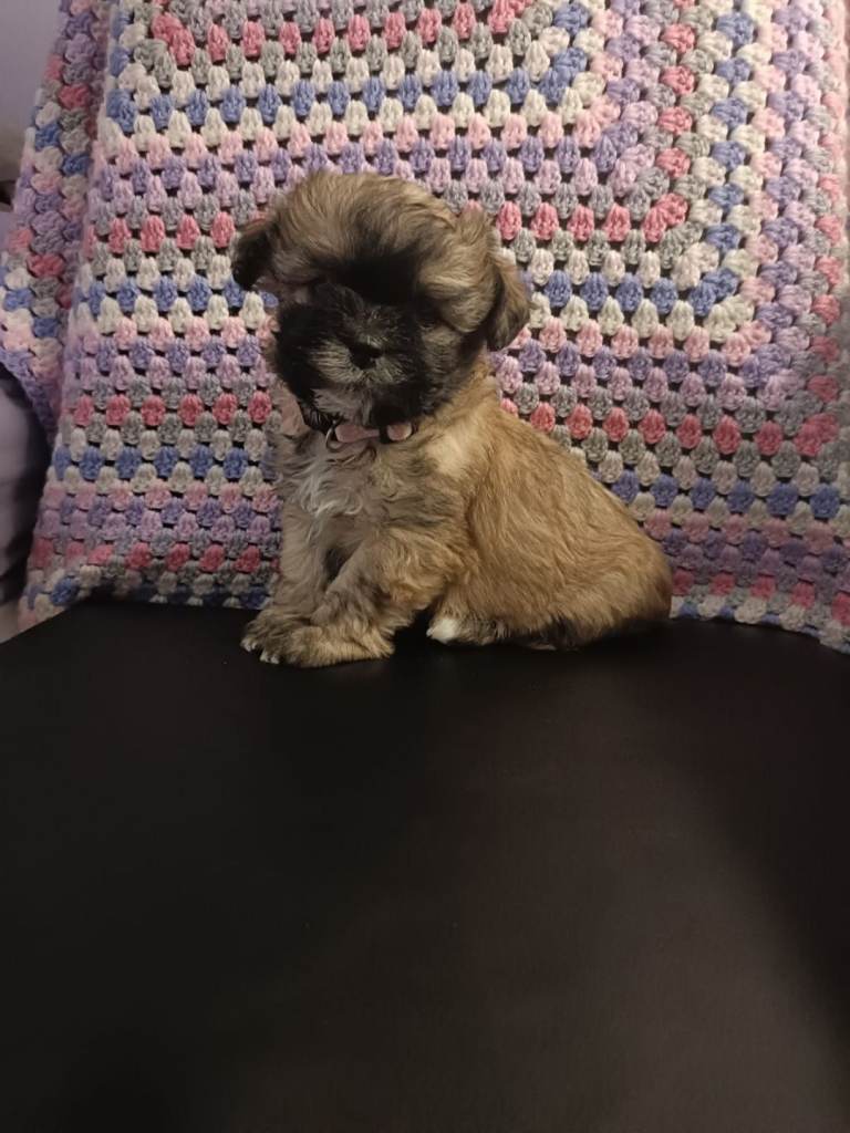 image for Lachon puppy Readvertised 