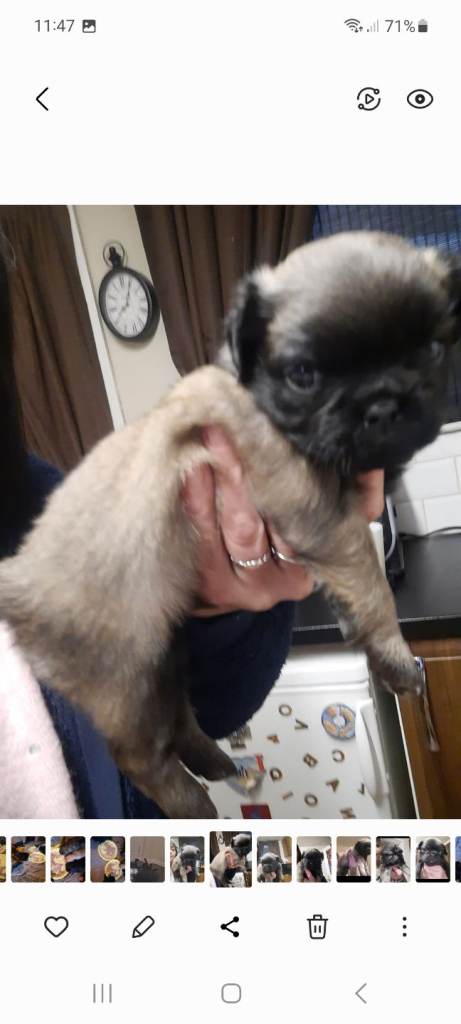 Pug puppy 1 male left